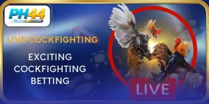 live-cockfighting
