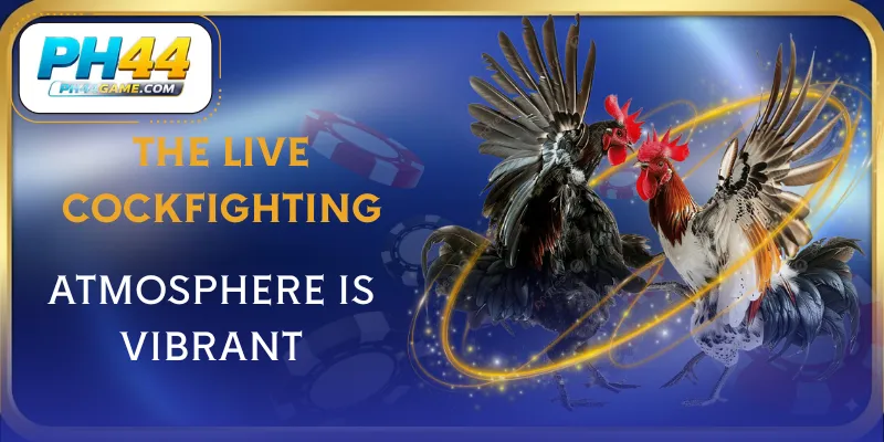 live-cockfighting-advantage